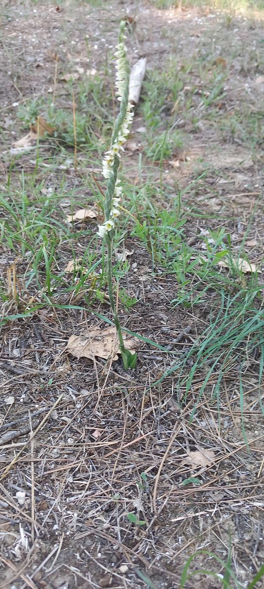 Spiranthes spiralis  - Gerard Chassan