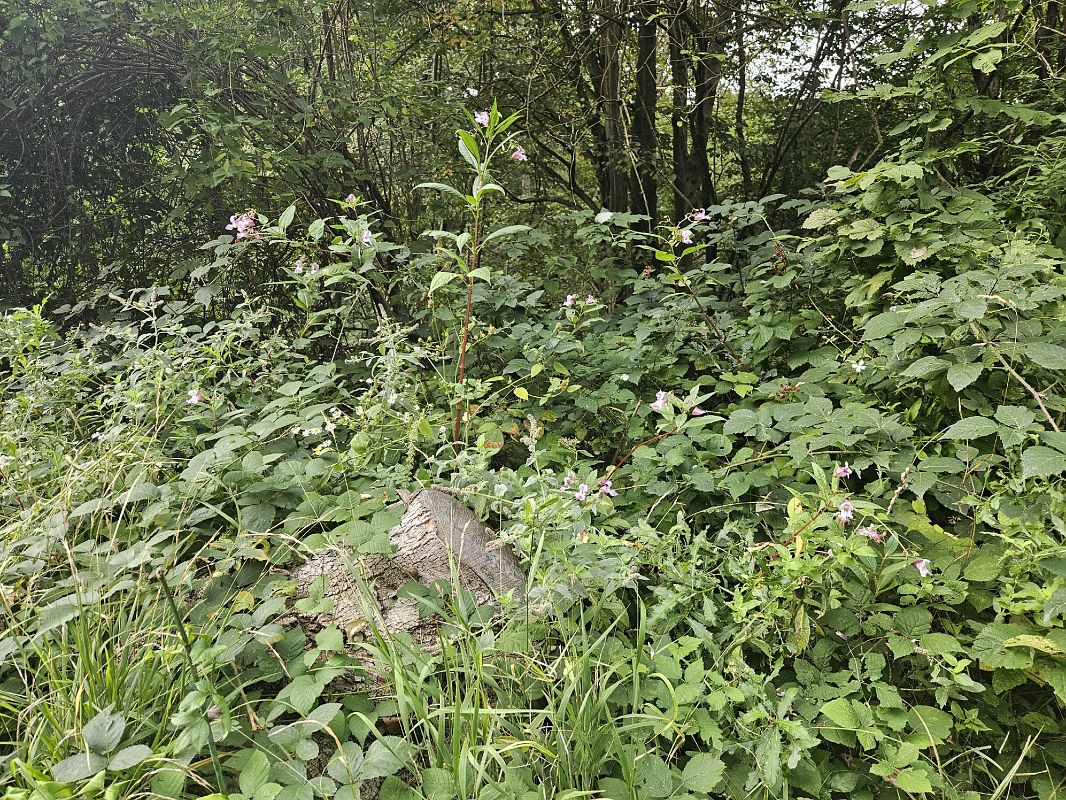 Impatiens glandulifera  - Elisa de Belli (FVG)