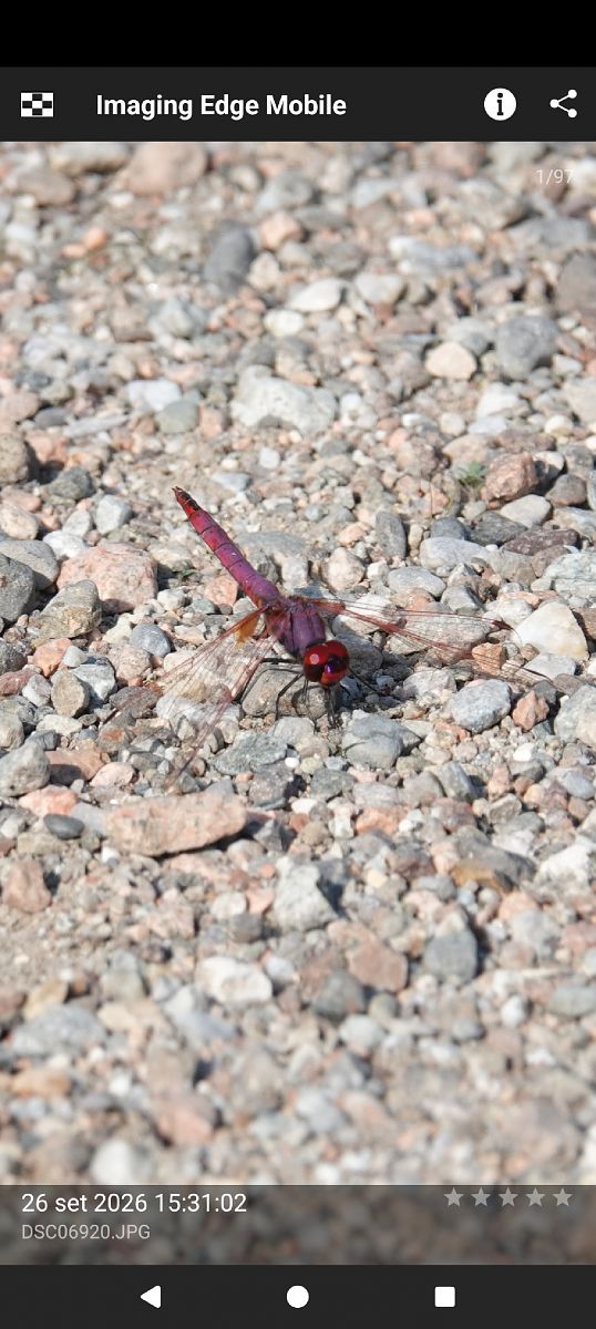 Trithemis annulata  - Massimo Maldifassi