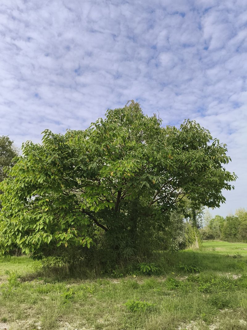 Broussonetia papyrifera  - Giulio Pasinetti (FVG)