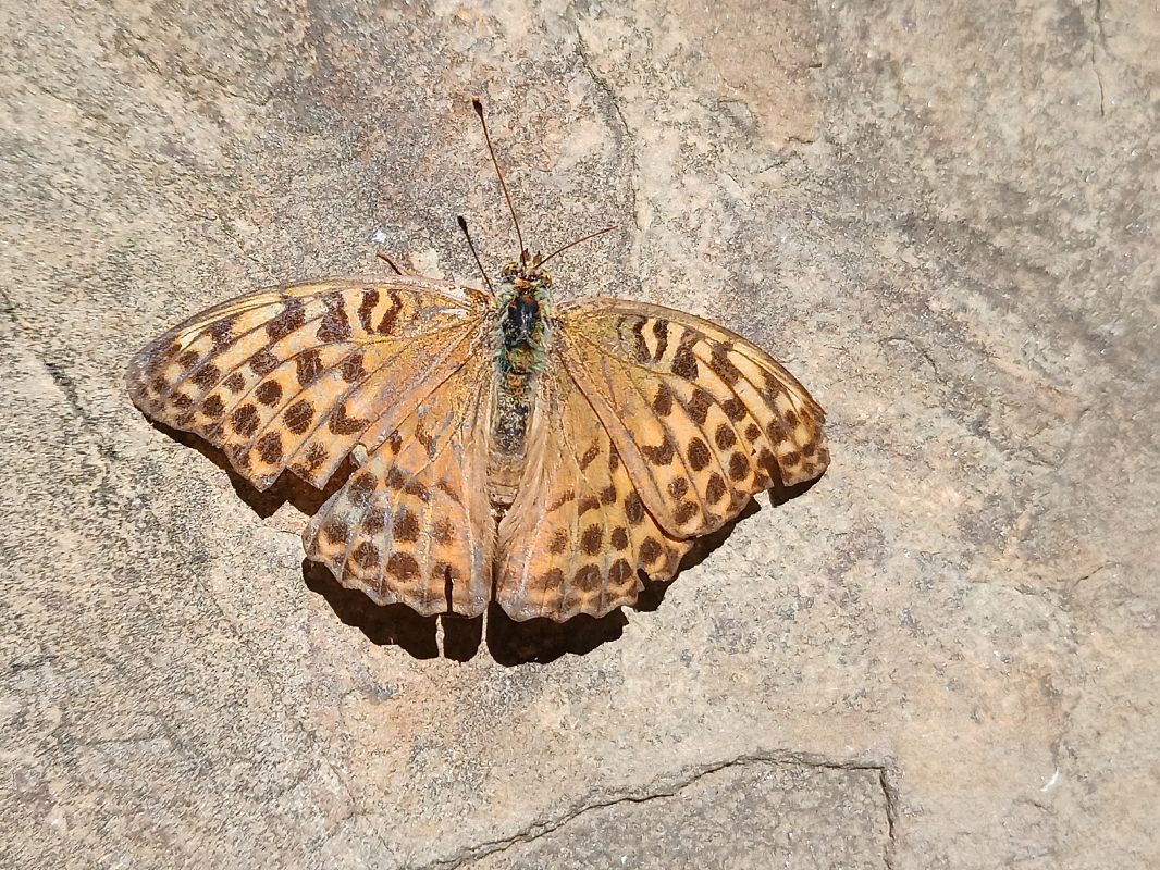 Argynnis paphia  - Claudio Danesi