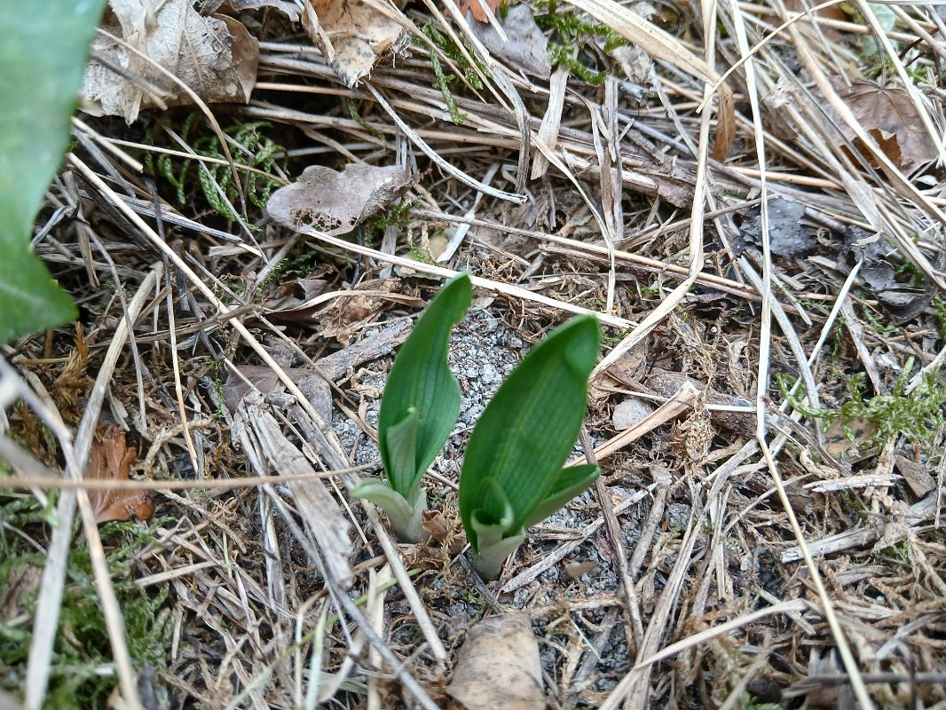 Ophrys indet. group. fuciflora  - Alain Falvard