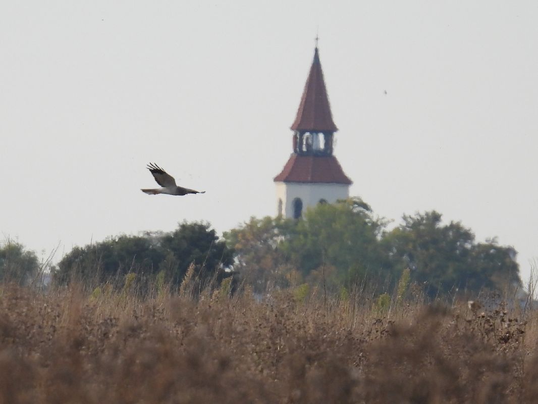 błotniak zbożowy  - Kacper Mikulski