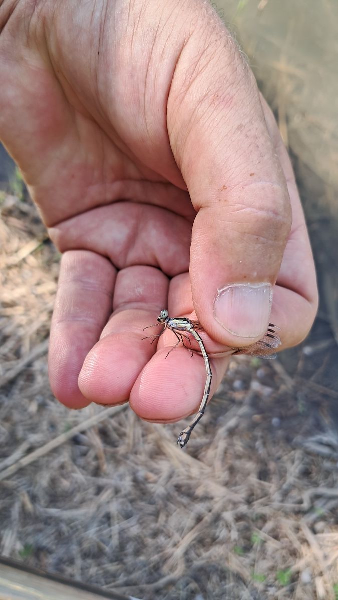 Lestes parvidens  - Roberto Fabbri
