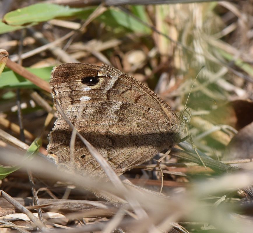 Hipparchia statilinus  - Alberto Manganaro