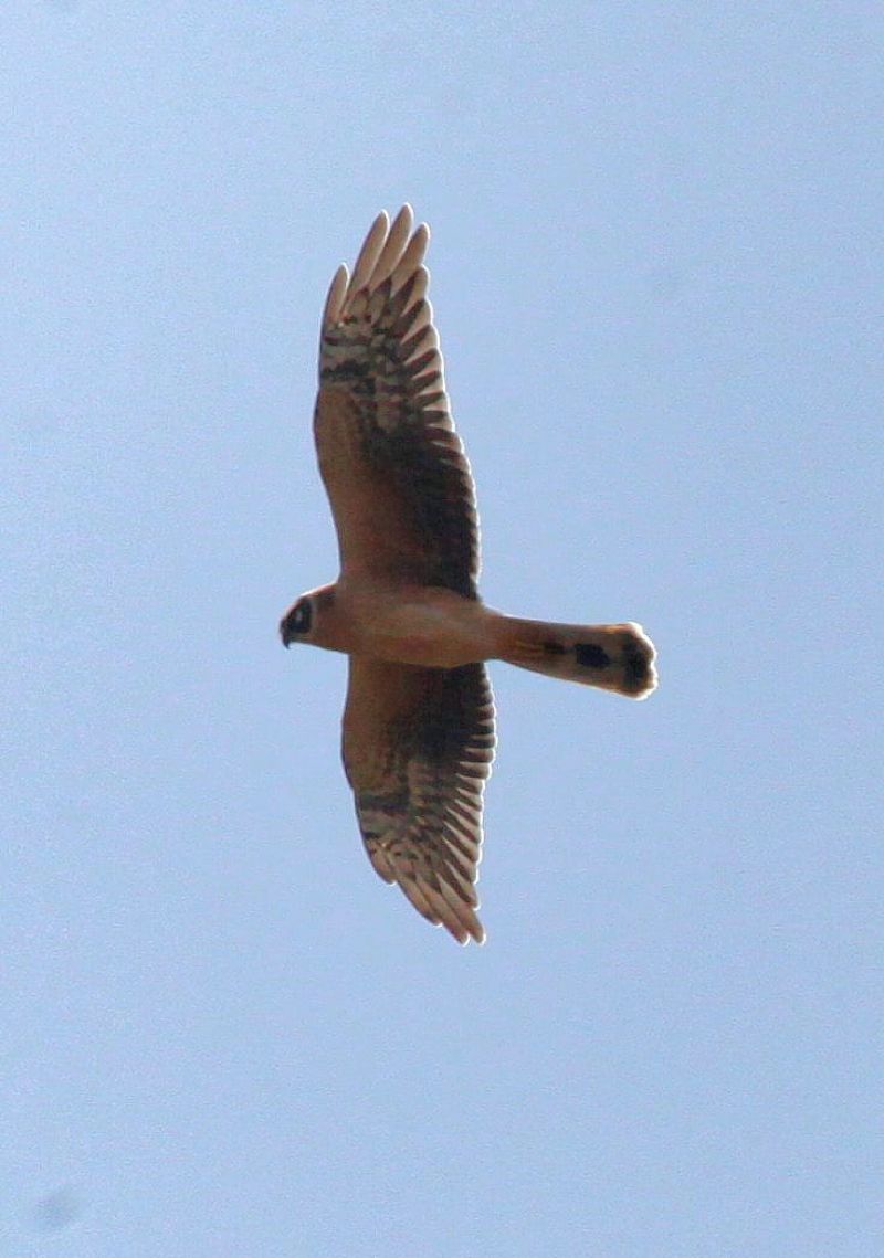Albanella pallida  - Gianluca Congi