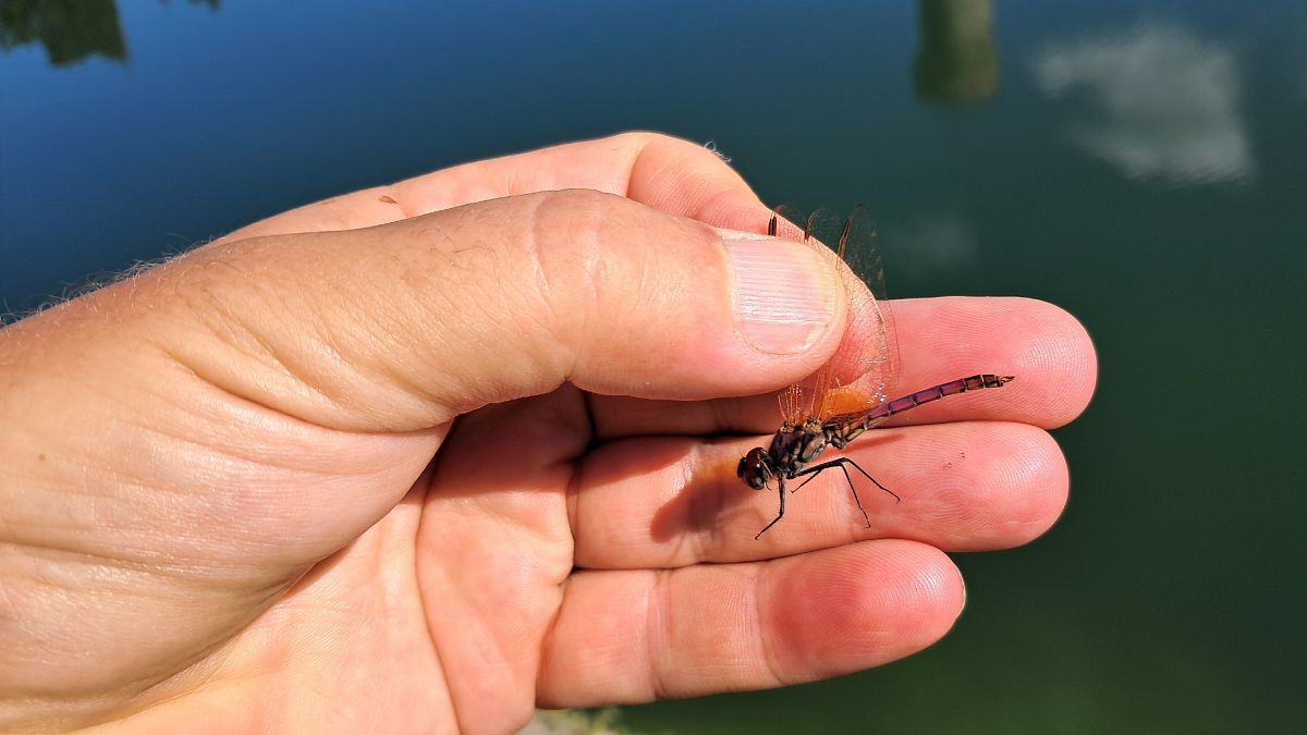Trithemis annulata  - Roberto Fabbri