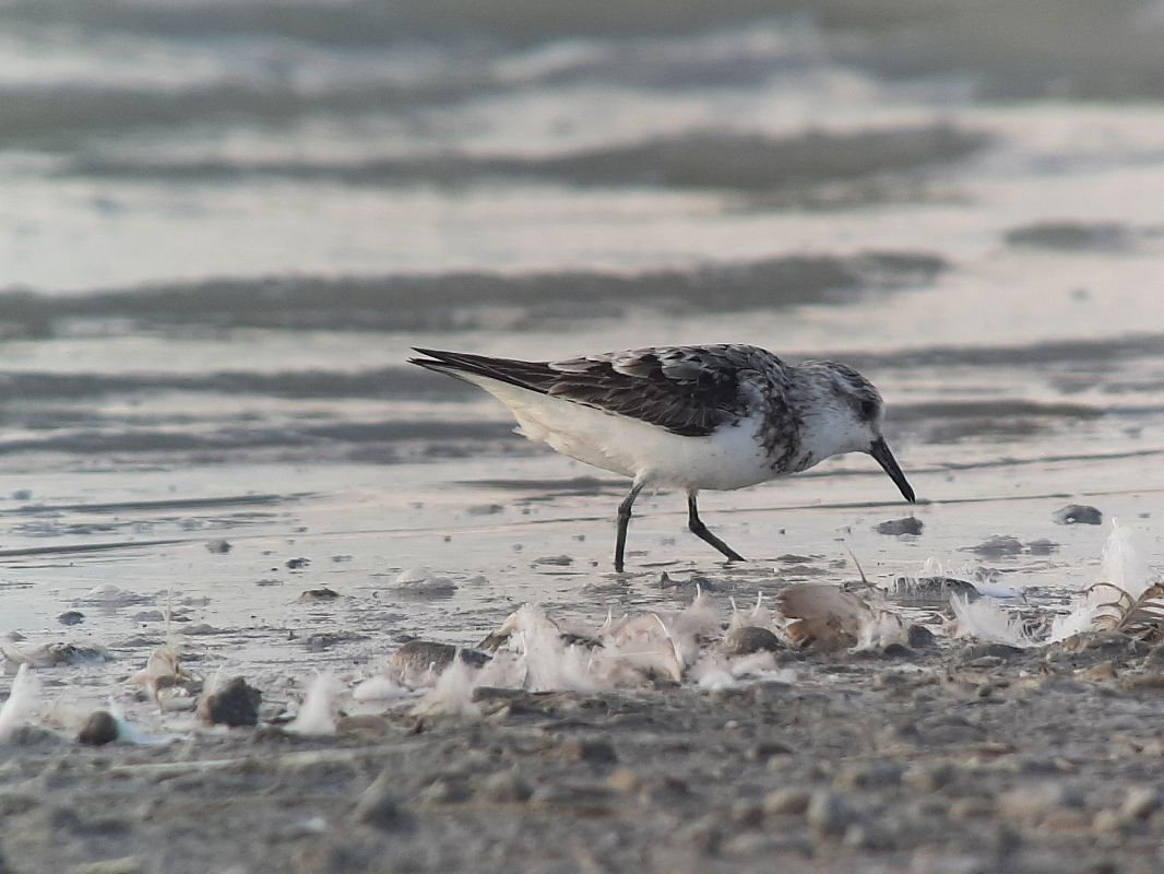 Bécasseau sanderling  - Franz Stoll