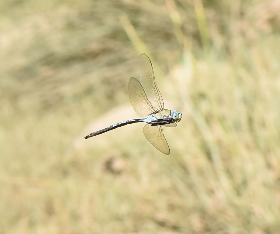 Anax imperator  - Alberto Manganaro