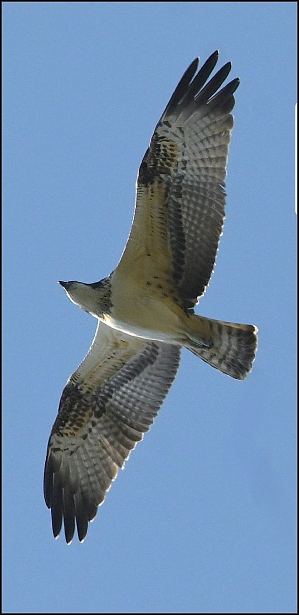 Falco pescatore  - Anonimo