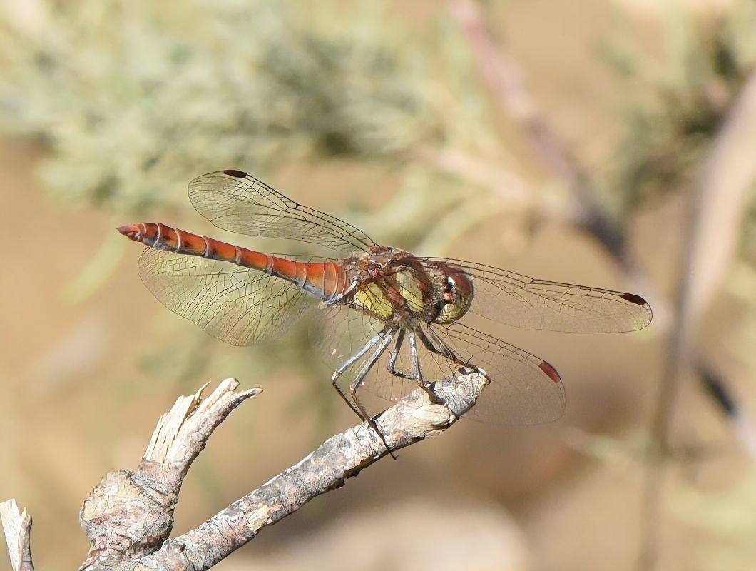 Sympetrum striolatum  - Alberto Manganaro
