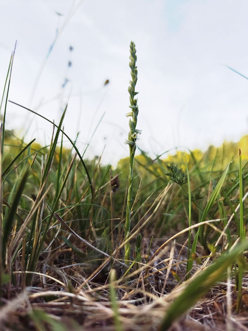 Spiranthes spiralis  - Richard Fay