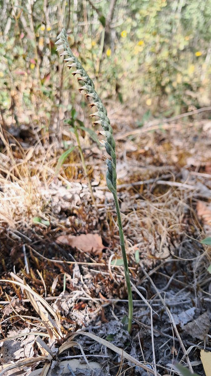 Spiranthes spiralis  - Johann Chrétien
