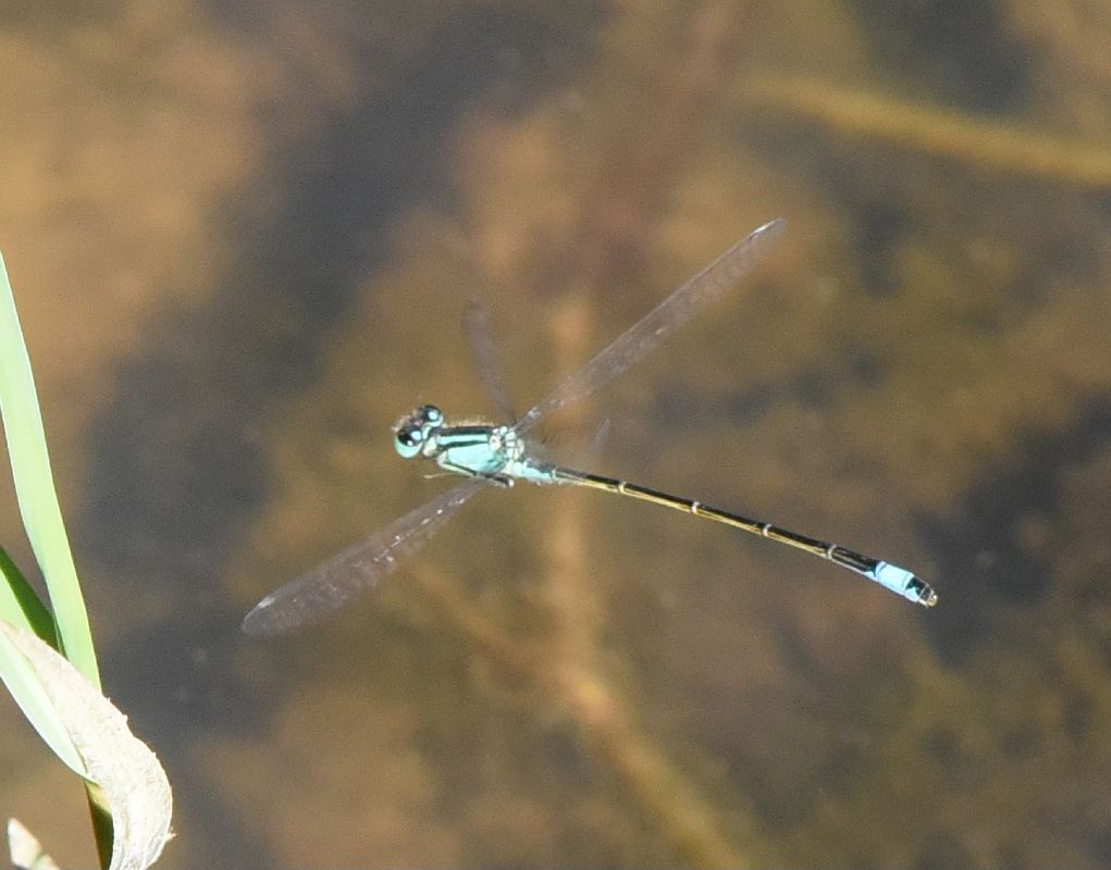 Ischnura elegans  - Alberto Manganaro