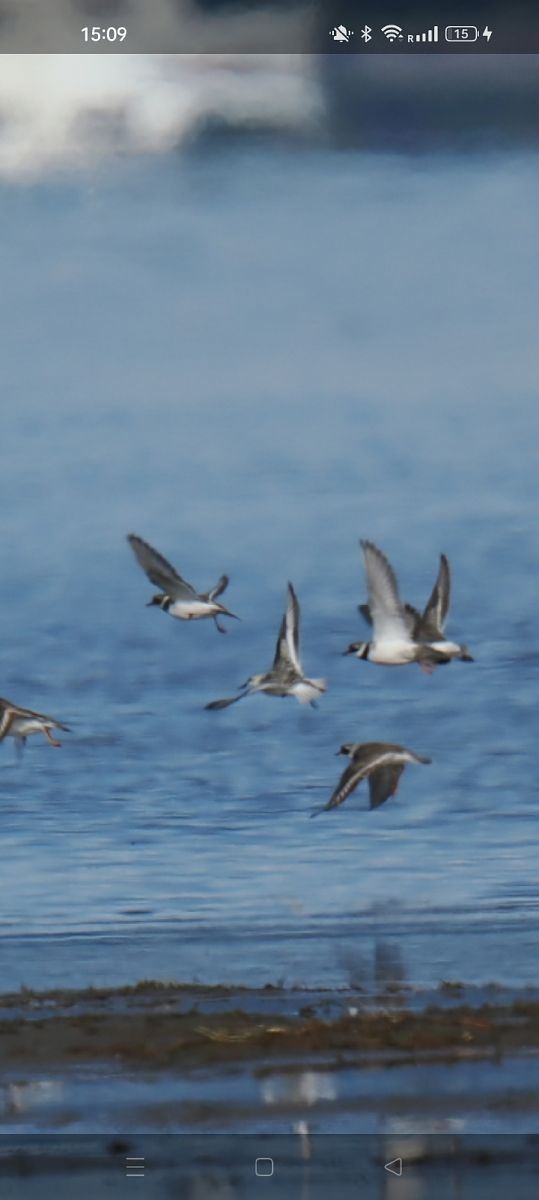 Bécasseau sanderling  - Clemens H