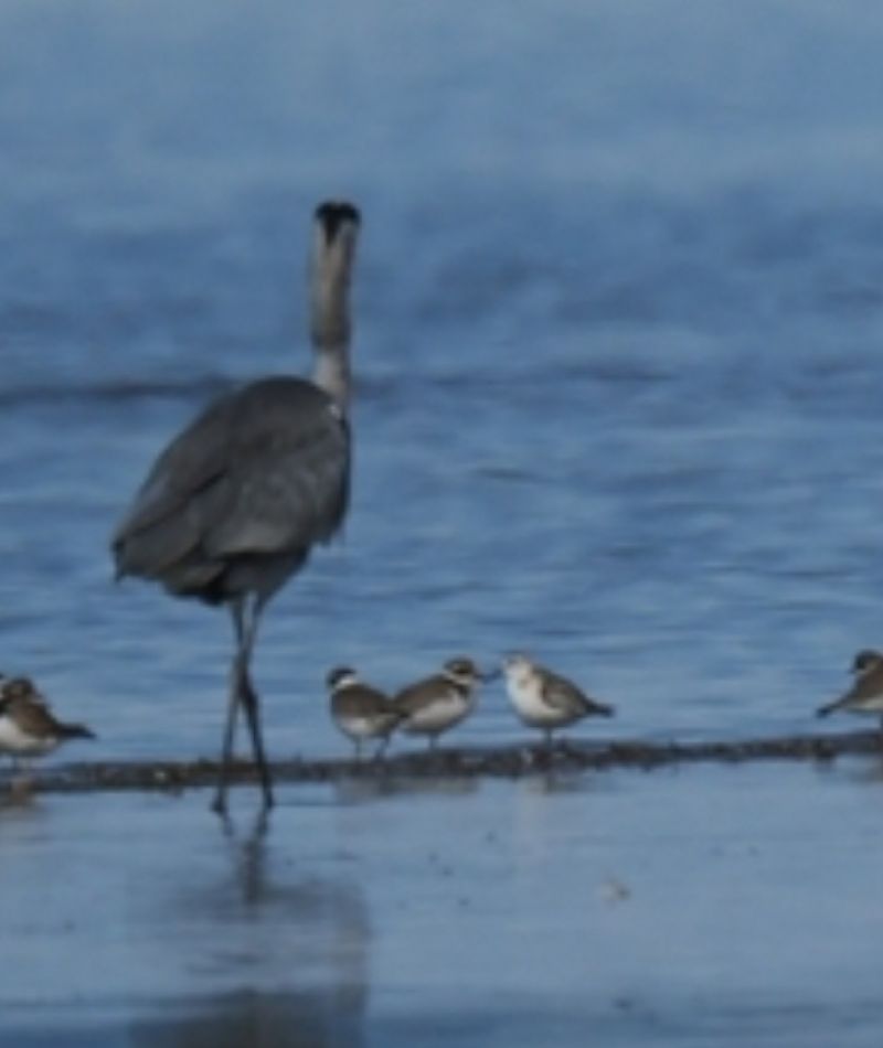 Bécasseau sanderling  - Clemens H