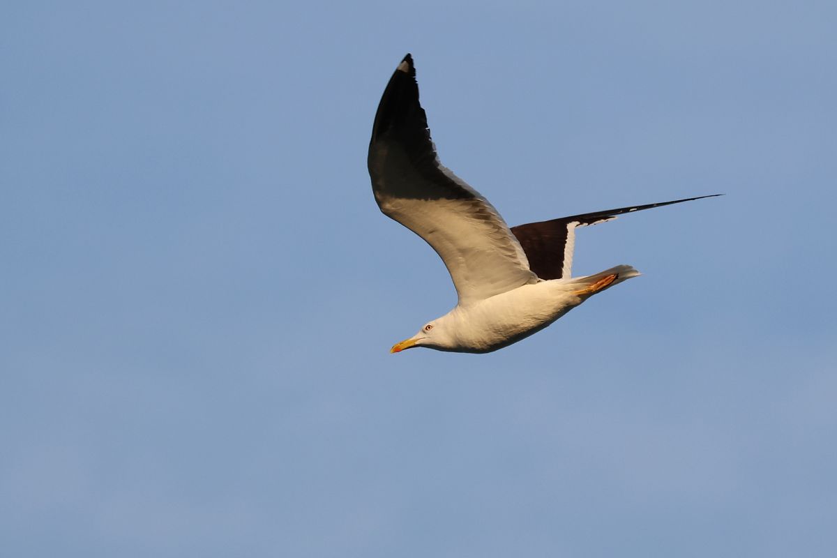mewa żółtonoga (ssp. fuscus)  - Karolina Stąpór