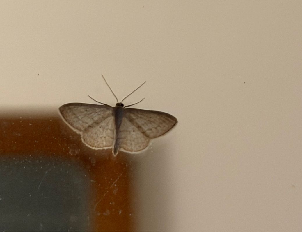 Idaea subsericeata  - Dolores de Maria