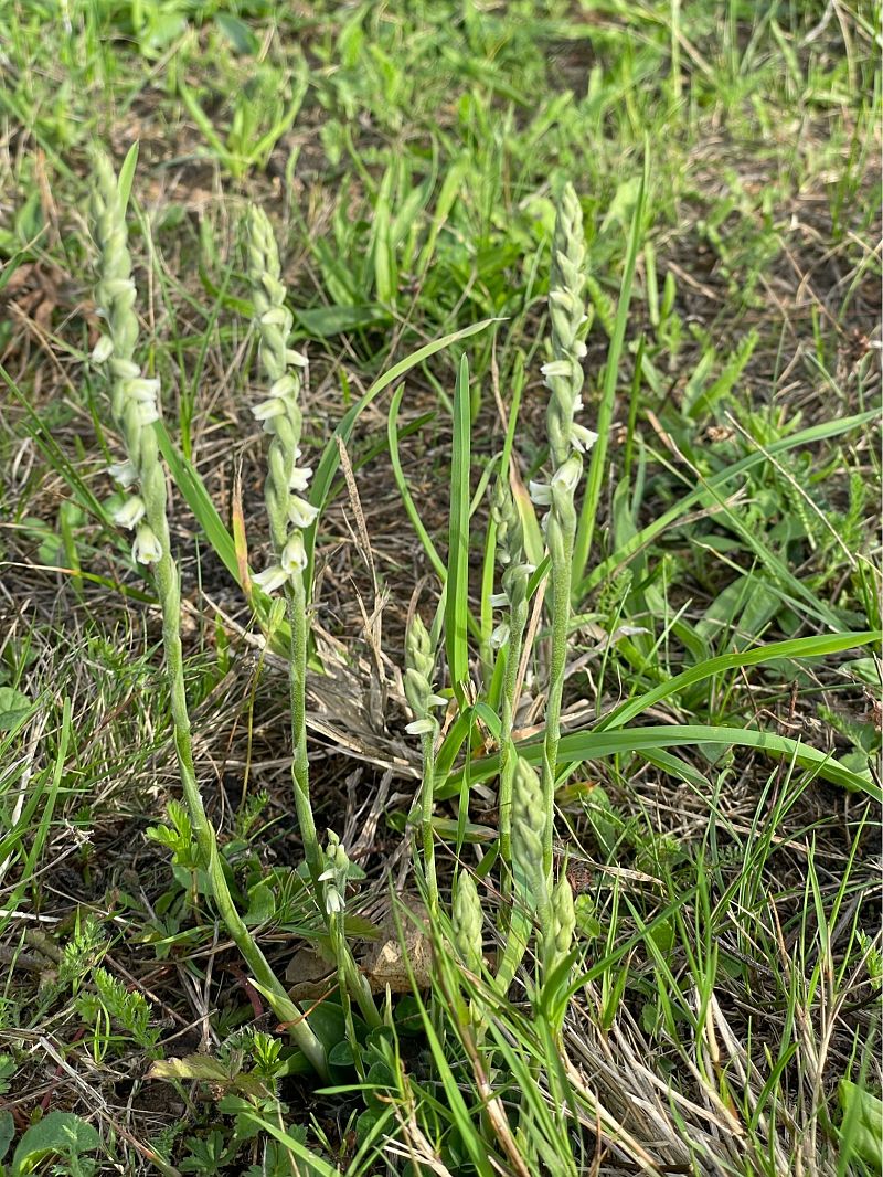 Spiranthes spiralis  - Olivier Guillemet