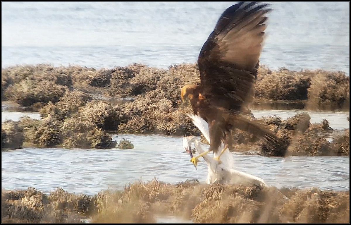 Falco di palude  - Giuseppe Di Lieto