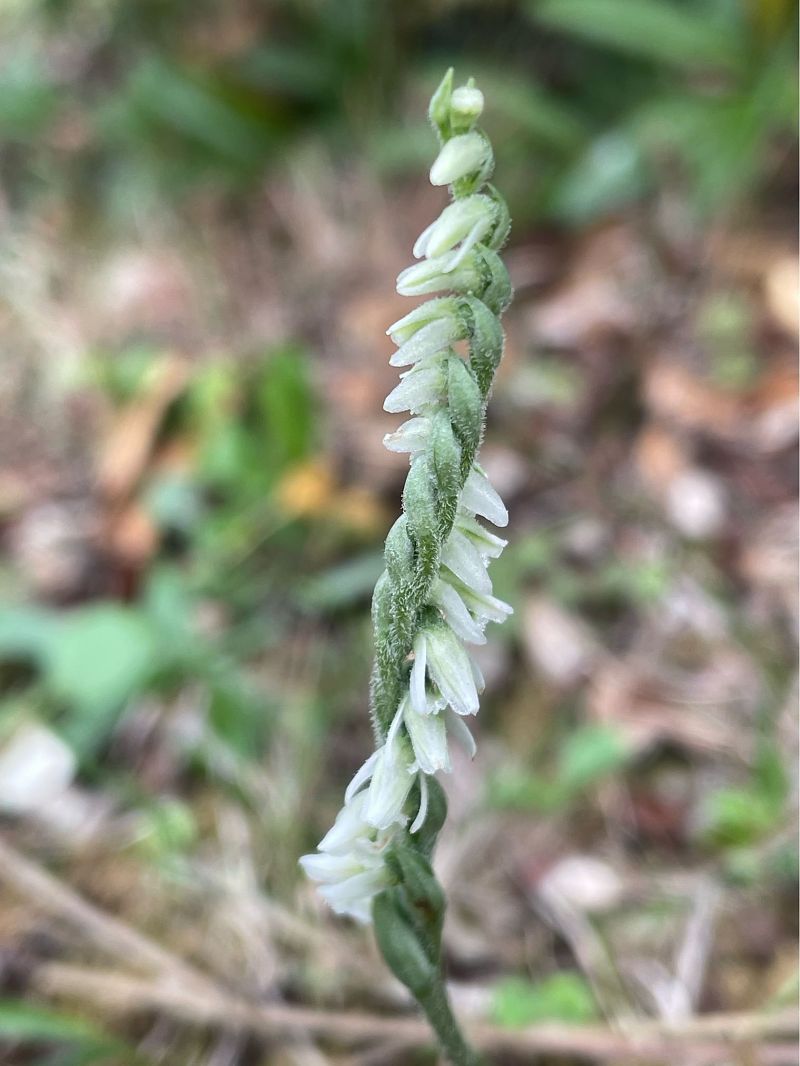Spiranthes spiralis  - Olivier Guillemet