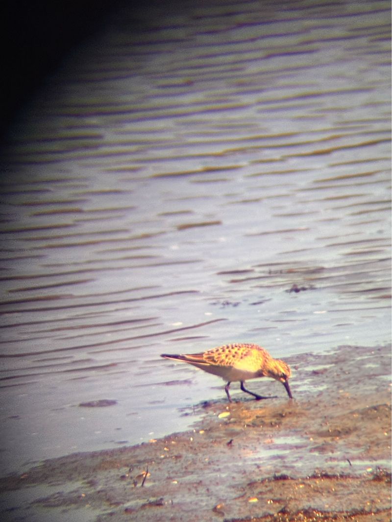 Calidris bairdii  - Léo Bouakaz