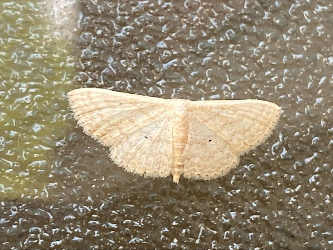 Scopula minorata  - Maria Rita Gelso