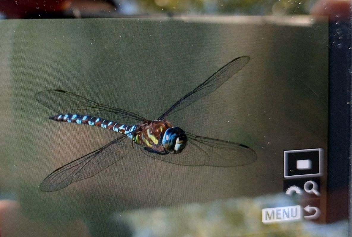 Aeshna mixta  - Battisti Andrea