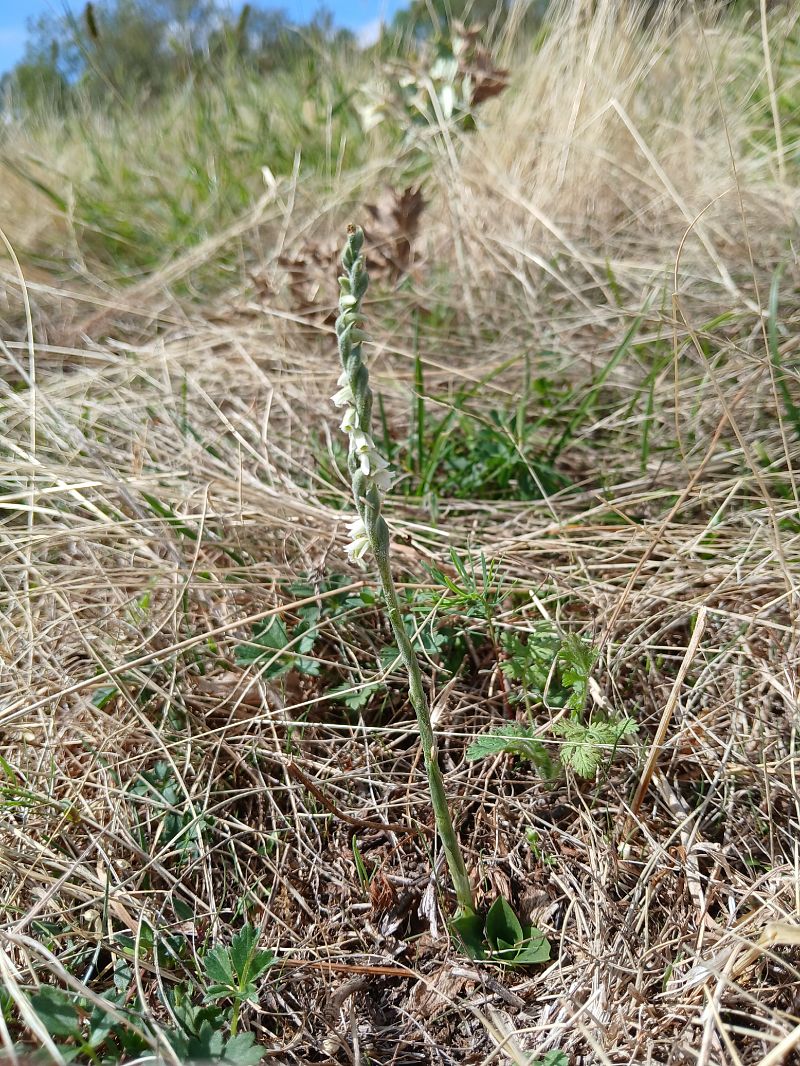 Spiranthes spiralis  - Alain Falvard