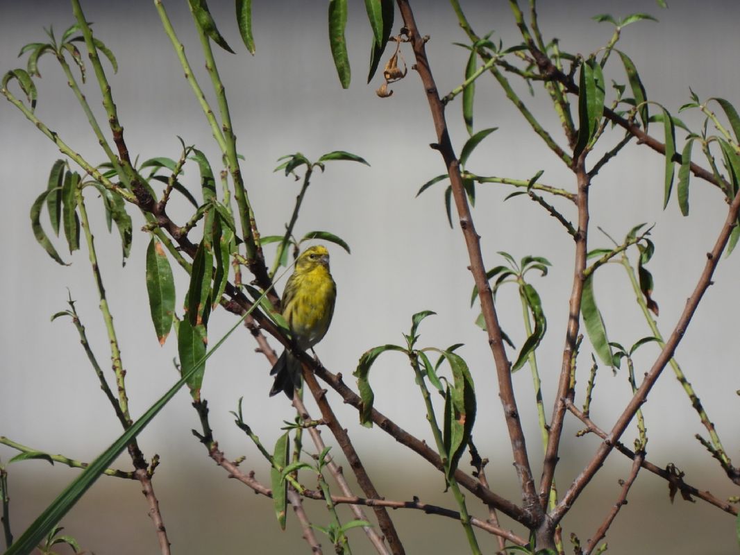 European Serin  - Joan Pessarrodona