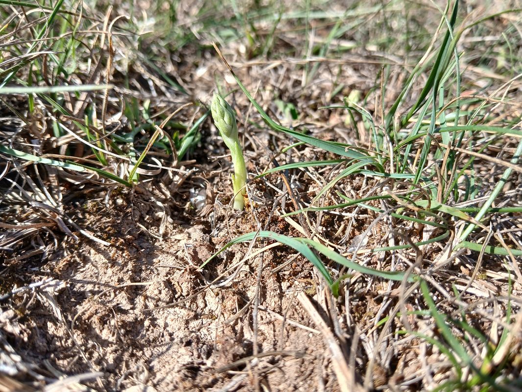Spiranthes spiralis  - Alain Falvard
