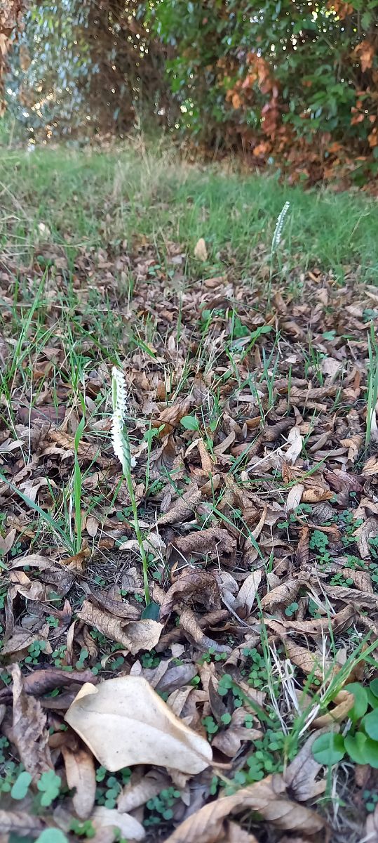 Spiranthes spiralis  - Natacha Rouzeau
