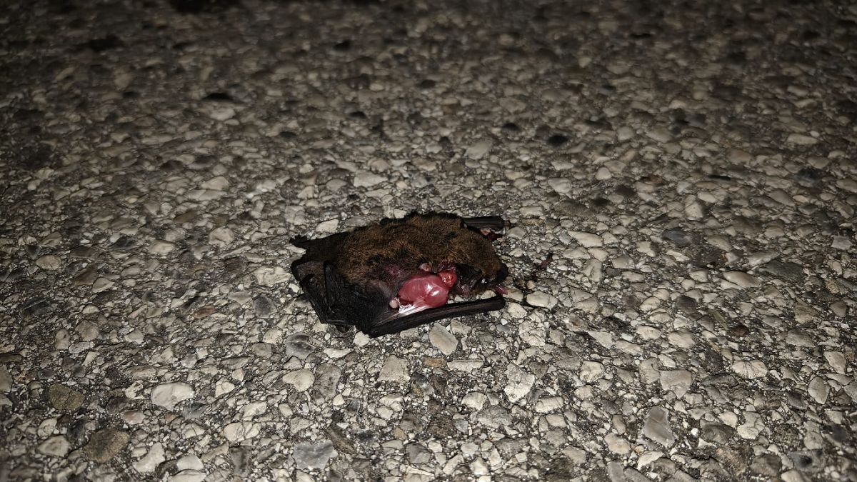 Pipistrello albolimbato  - Tiziano Fiorenza (FVG)