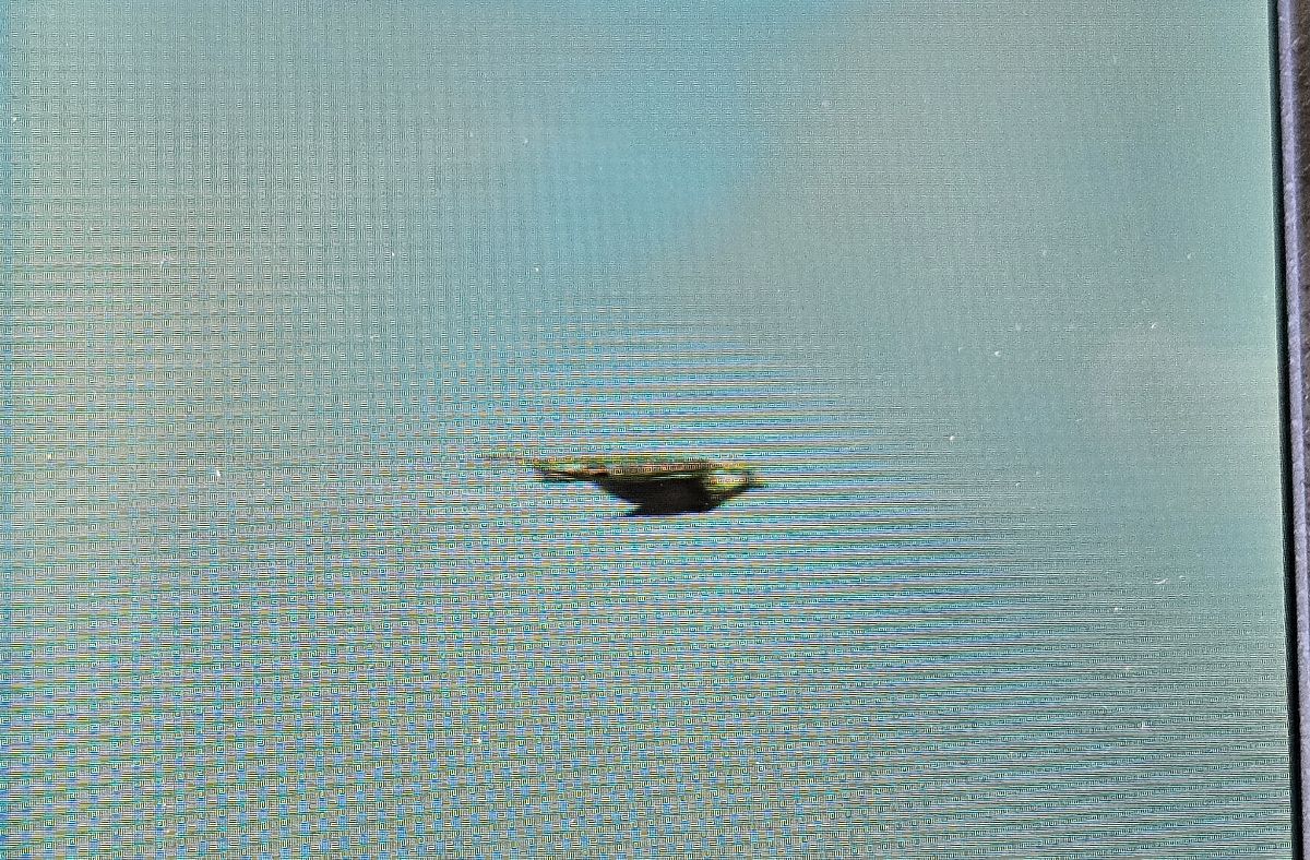 Saker Falcon  - Krzysztof Kajzer