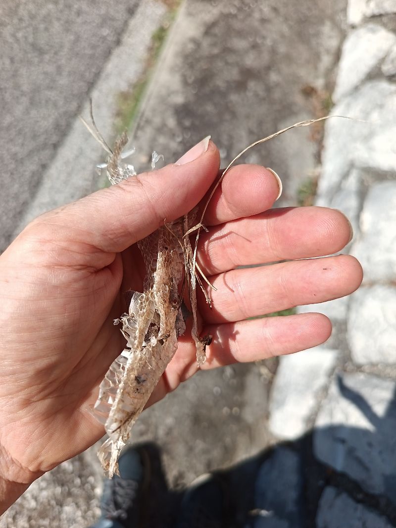 Serpente gatto europeo  - Tiziano Fiorenza (FVG)