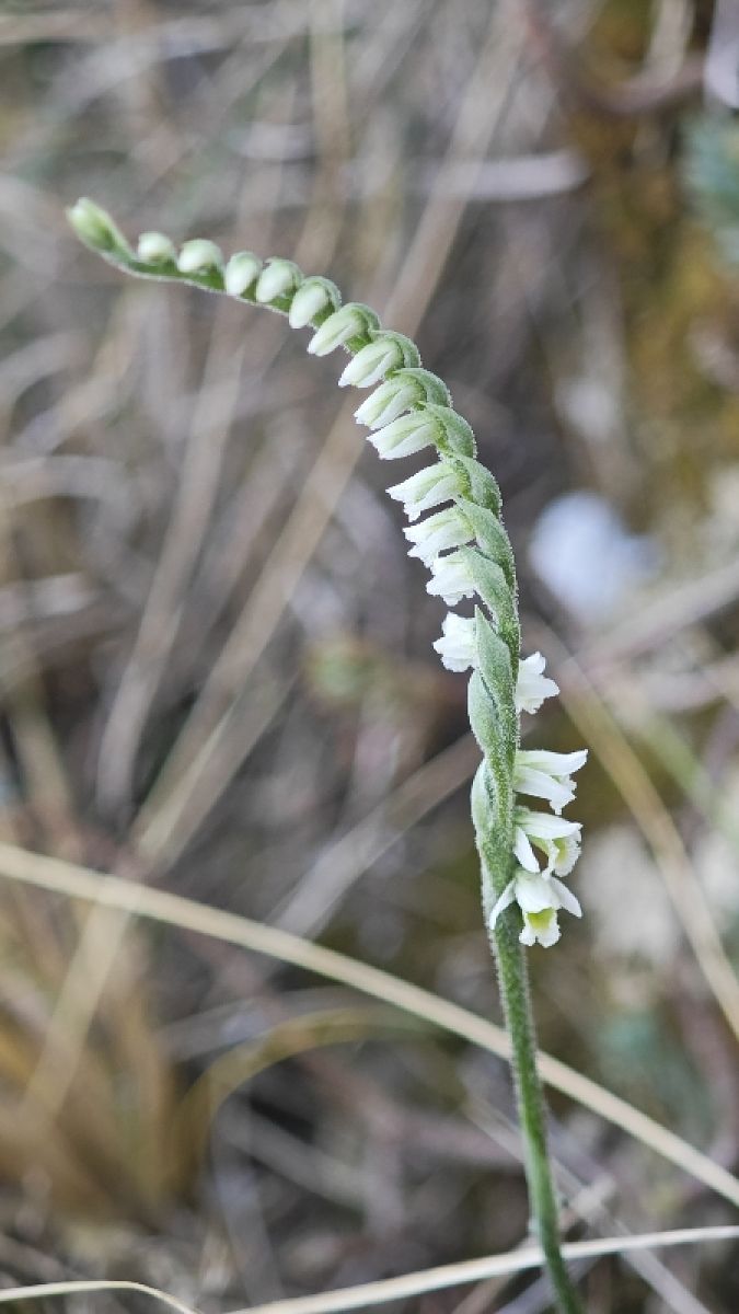 Spiranthes spiralis  - Alain Bultez