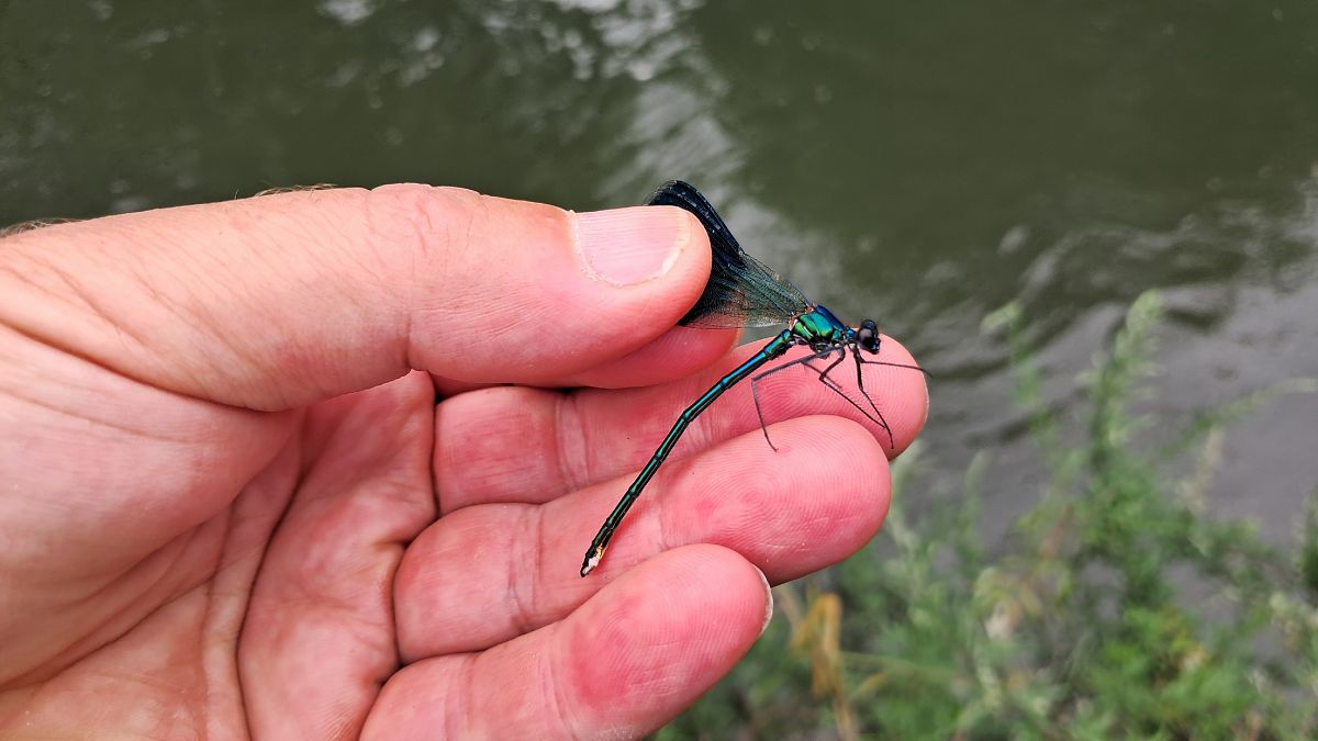 Calopteryx splendens  - Roberto Fabbri