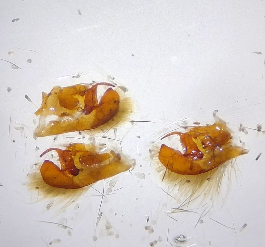 Pyrgus carlinae  - Battisti Andrea