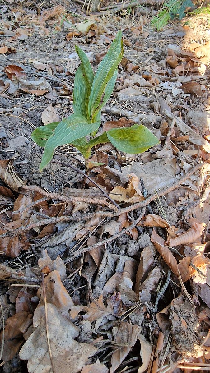 Epipactis helleborine var. minor  - Jean Guhring