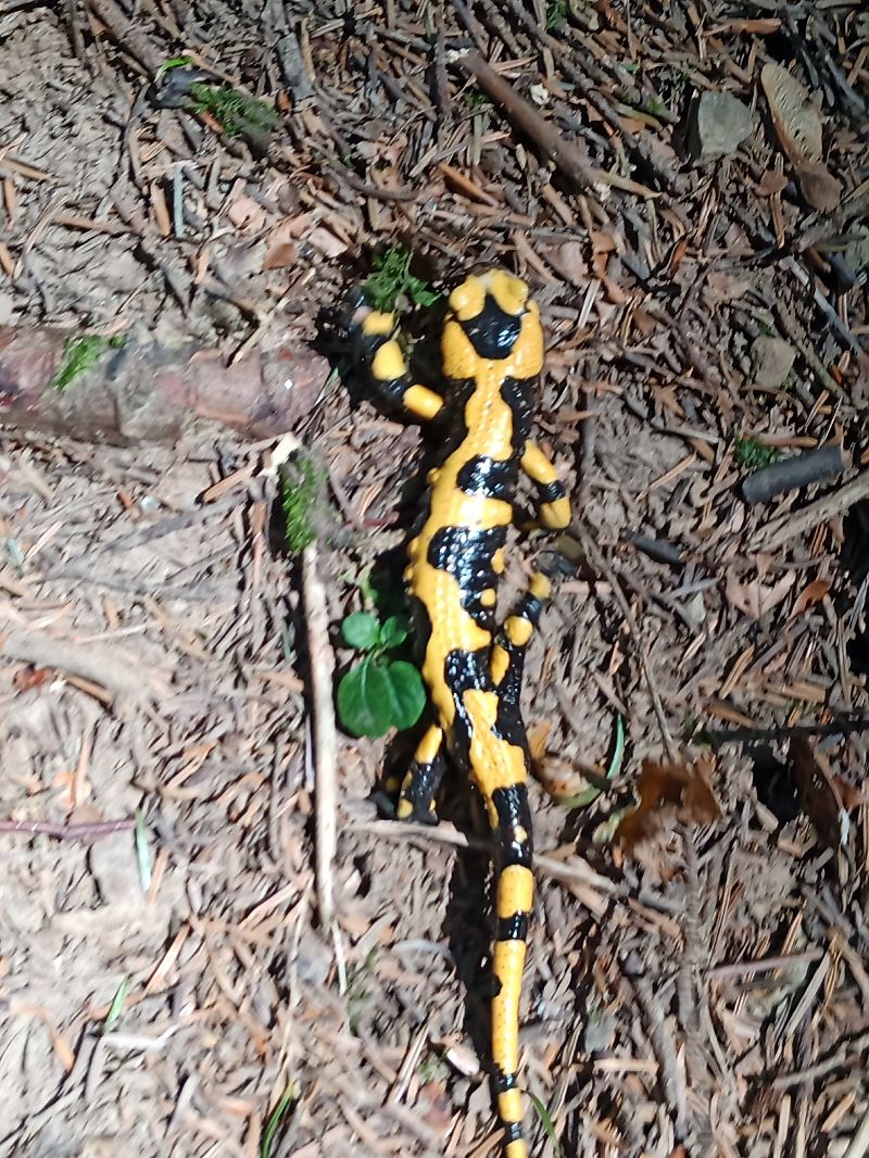 Salamandra pezzata  - Claudio Danesi
