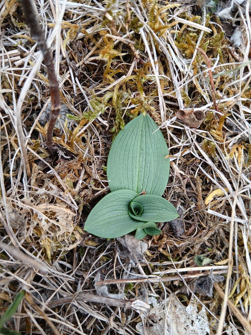 Ophrys sphegodes  - Alain Falvard