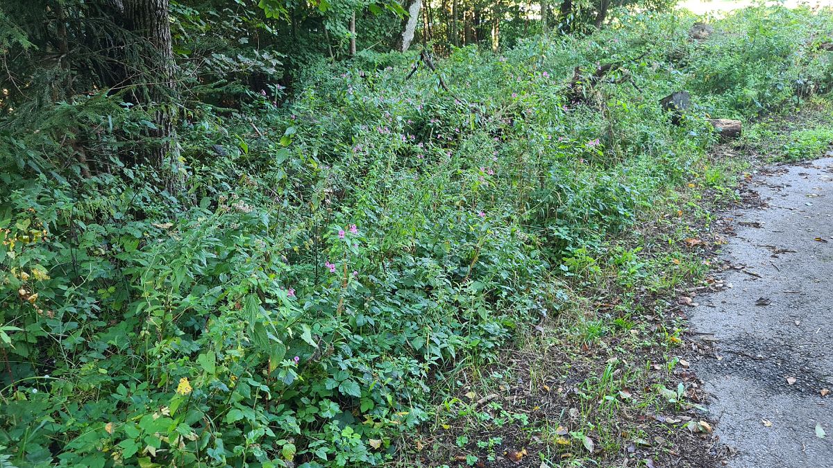Impatiens glandulifera  - Fabrizio Florit (FVG)