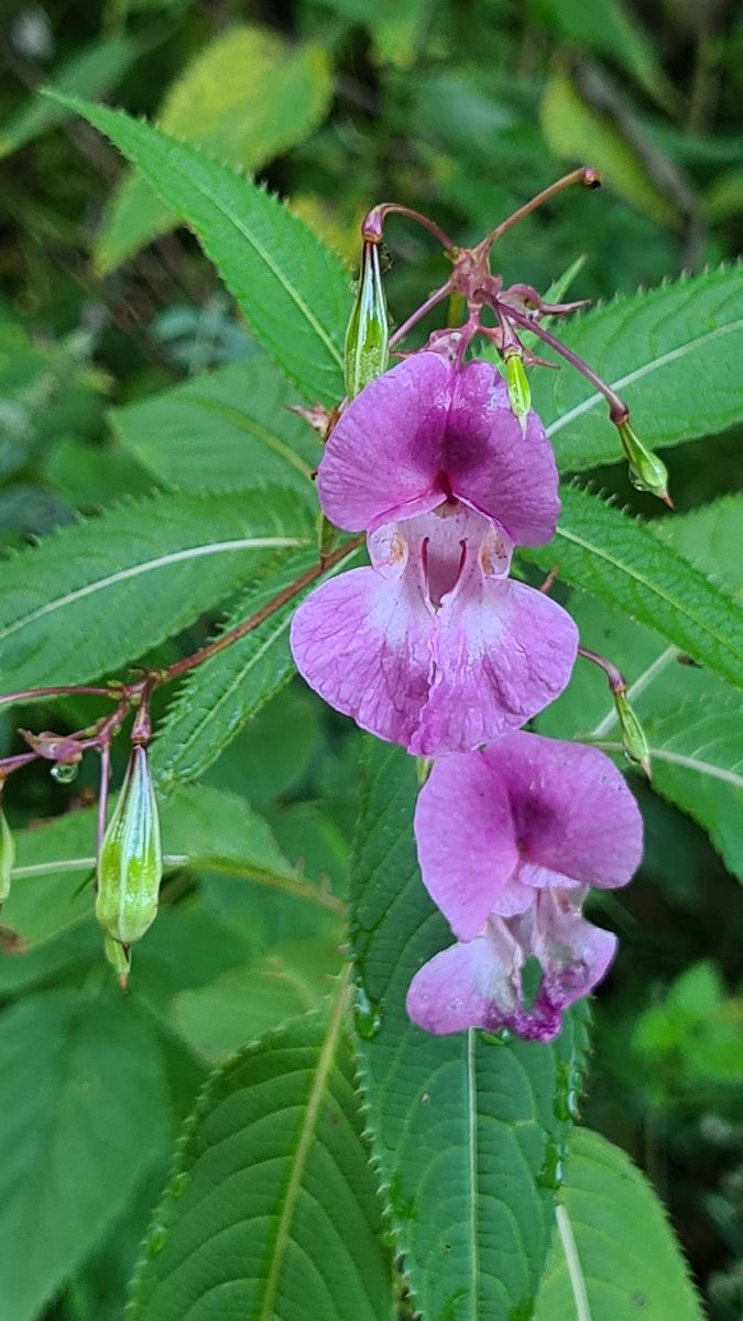 Impatiens glandulifera  - Fabrizio Florit (FVG)