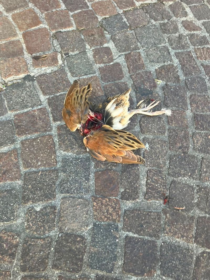 Re di quaglie  - Francesca Strami