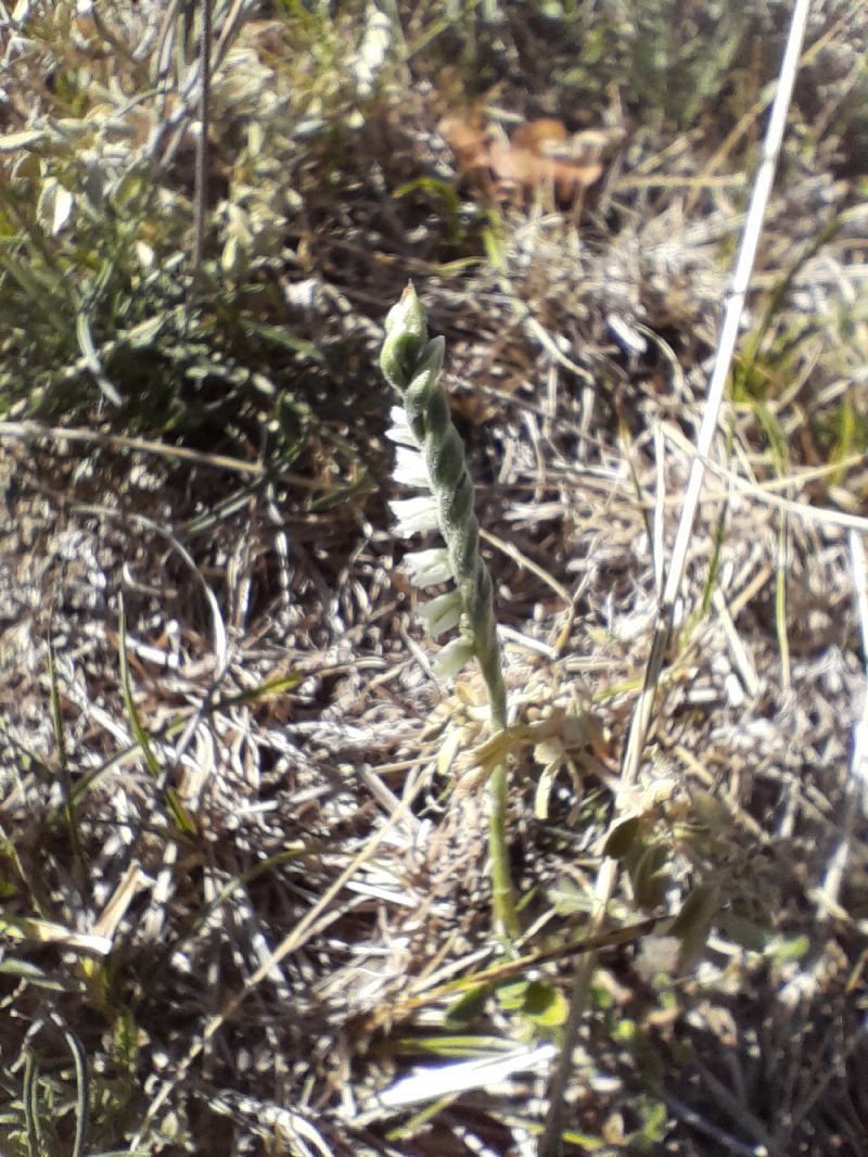 Spiranthes spiralis  - Annie Gagneux