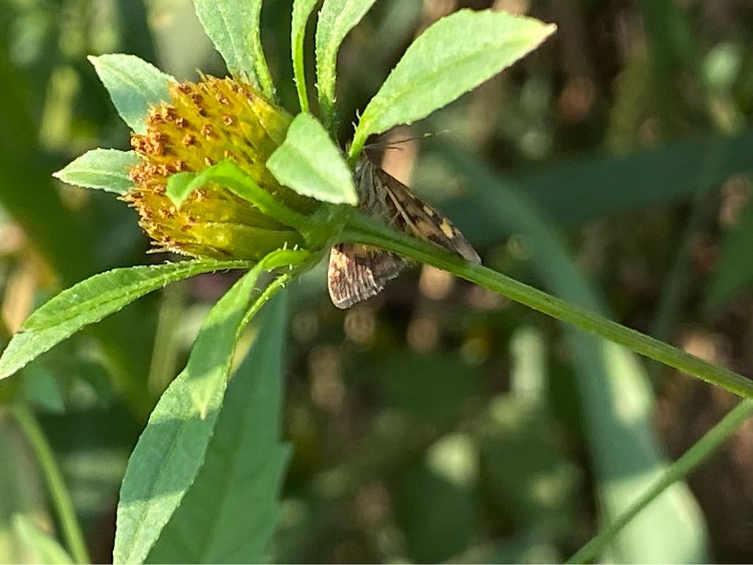 Pyrausta despicata  - Maria Rita Gelso