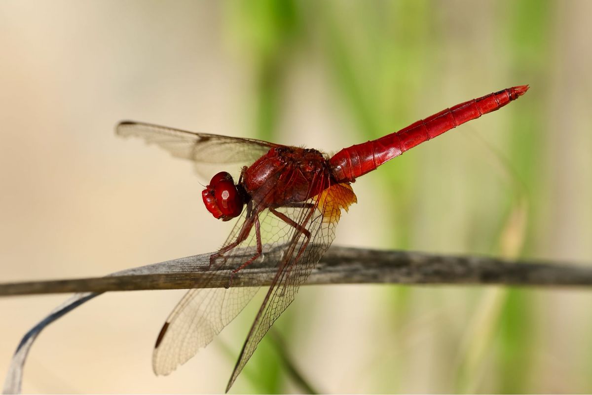 Crocothemis erythraea  - Andrea Galimberti