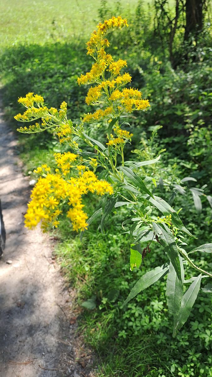 Solidago canadensis  - Niko Borghese (FVG)