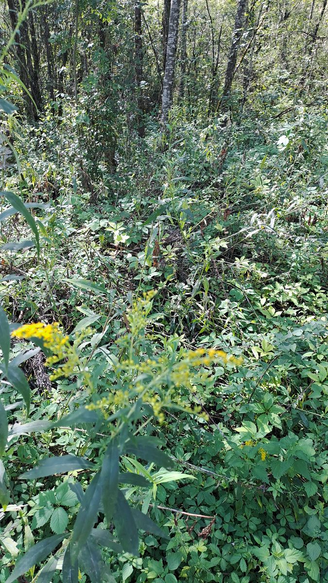 Solidago canadensis  - Niko Borghese (FVG)
