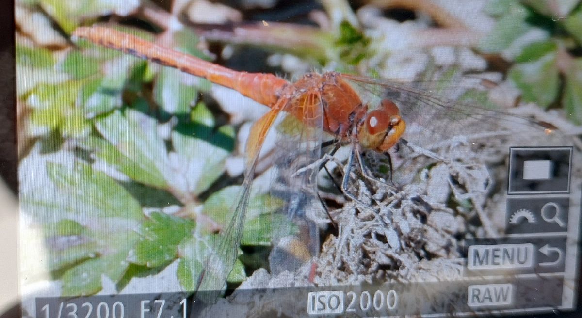 Sympetrum flaveolum  - Battisti Andrea